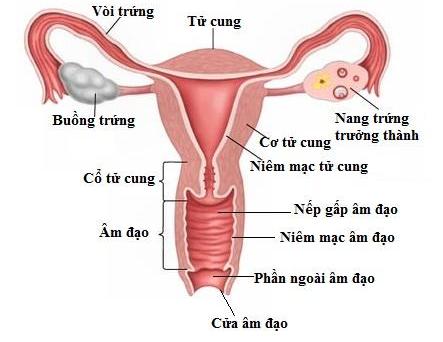 Nguy cơ phải cắt tử cung sau khi sinh