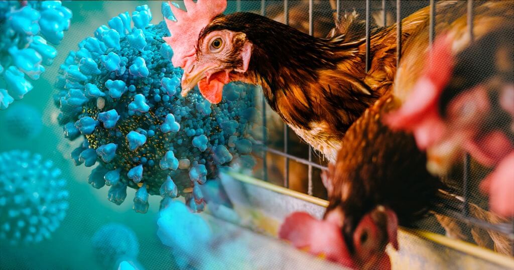 Mức độ nguy hiểm của cúm gia cầm (H5N1): cách phát hiện và biện pháp phòng ngừa
