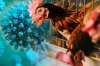 Mức độ nguy hiểm của cúm gia cầm (H5N1): cách phát hiện và biện pháp phòng ngừa