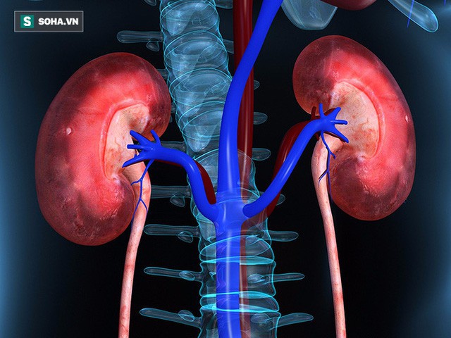 BS cảnh báo: Tỉ lệ mắc bệnh thận mãn tính có xu hướng tăng cao, 4 nhóm người nên đi khám