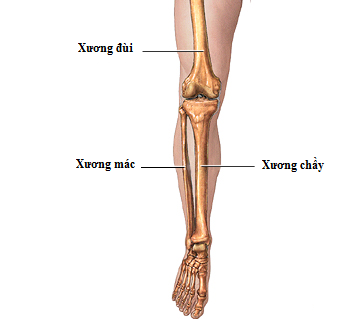 xuong-chay-xuong-mac