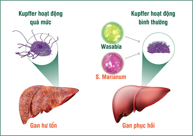 Cảnh báo viêm gan B và những hậu quả nguy hiểm.