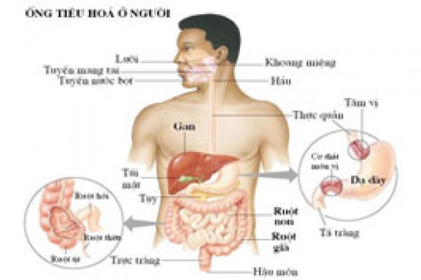 Tiêu Hóa - Gan Mật Tụy